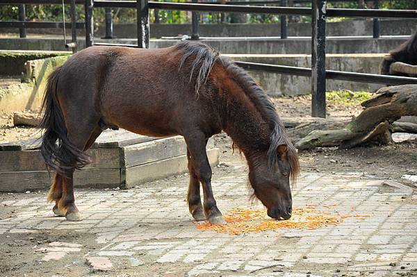 新竹動物園 (25)矮種馬.jpg 新竹動物園 (25)矮種馬.jpg