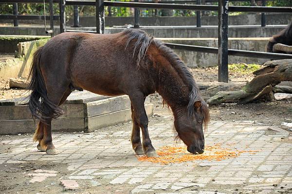 新竹動物園 (25)矮種馬.jpg