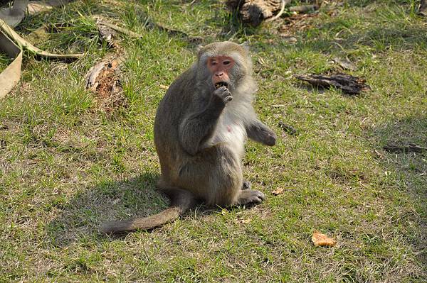 新竹動物園 (30)台灣獼猴.JPG 新竹動物園 (30)台灣獼猴.JPG