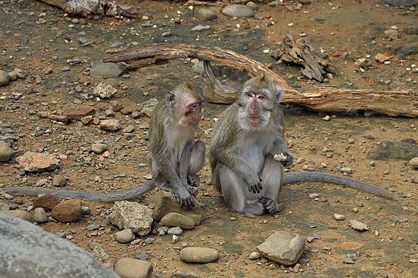 新竹動物園 (34)馬來猴.jpg 新竹動物園 (34)馬來猴.jpg