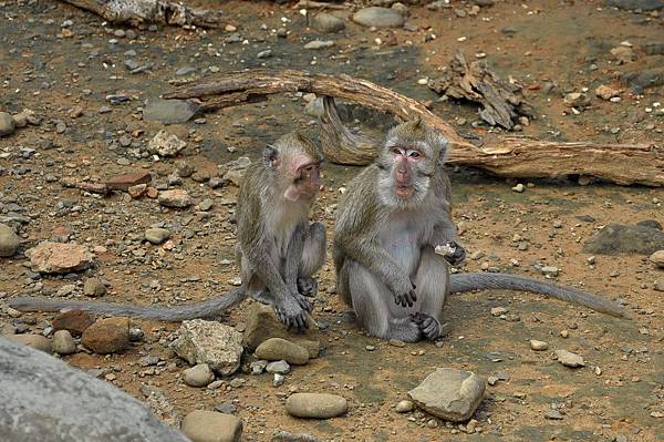 新竹動物園 (34)馬來猴.jpg