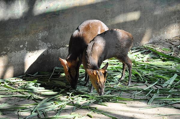 新竹動物園 (37)山羌.jpg 新竹動物園 (37)山羌.jpg