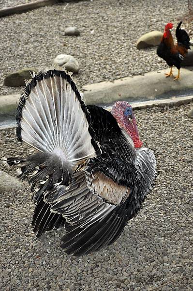新竹動物園 (43).jpg 新竹動物園 (43).jpg