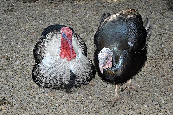 新竹動物園 (49).jpg 新竹動物園 (49).jpg