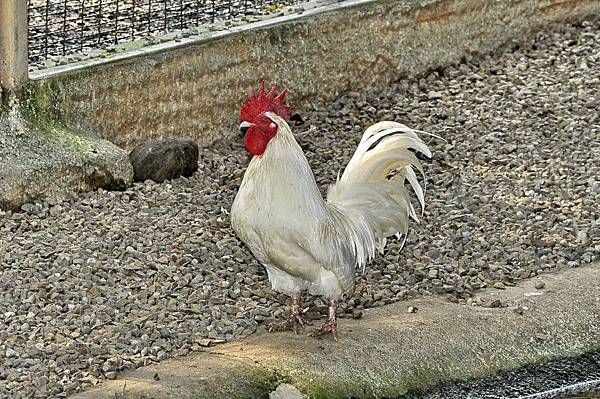 新竹動物園 (51).jpg 新竹動物園 (51).jpg
