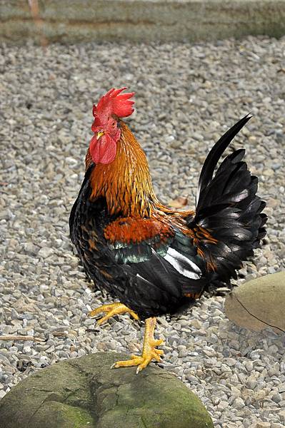 新竹動物園 (55).jpg 新竹動物園 (55).jpg