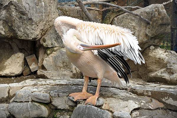 新竹動物園 (60)白鵜鶘.jpg 新竹動物園 (60)白鵜鶘.jpg