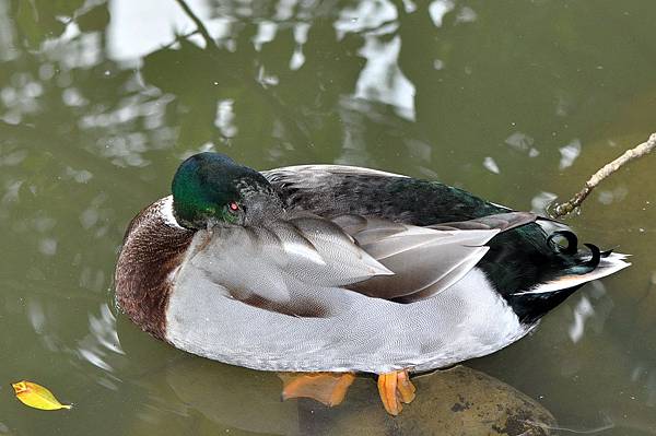 新竹動物園 (62).jpg 新竹動物園 (62).jpg
