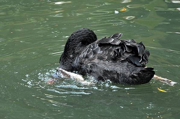 新竹動物園 (67).jpg 新竹動物園 (67).jpg