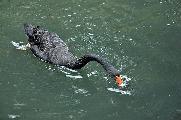 新竹動物園 (70).jpg 新竹動物園 (70).jpg