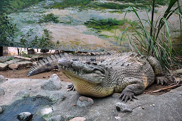 新竹動物園 (73)尼羅鱷.jpg 新竹動物園 (73)尼羅鱷.jpg