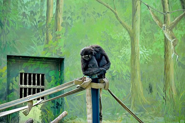 新竹動物園 (78)長臂猿.jpg 新竹動物園 (78)長臂猿.jpg