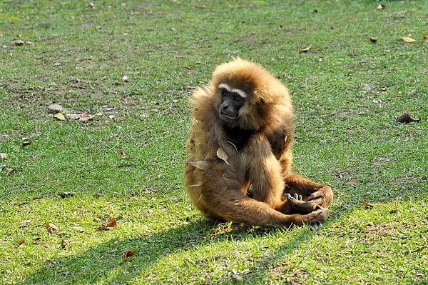 新竹動物園 (79)長臂猿.jpg 新竹動物園 (79)長臂猿.jpg