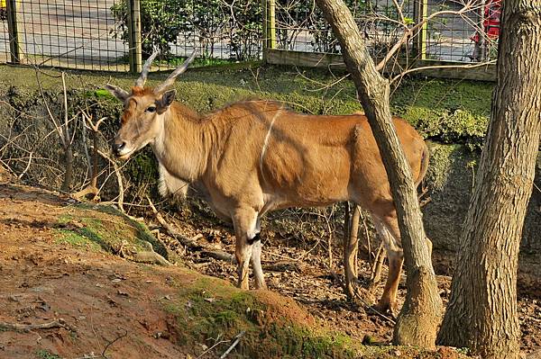 新竹動物園 (81)伊蘭羚羊.jpg 新竹動物園 (81)伊蘭羚羊.jpg