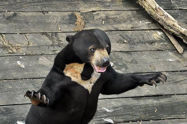 新竹動物園 (83)馬來熊.jpg 新竹動物園 (83)馬來熊.jpg