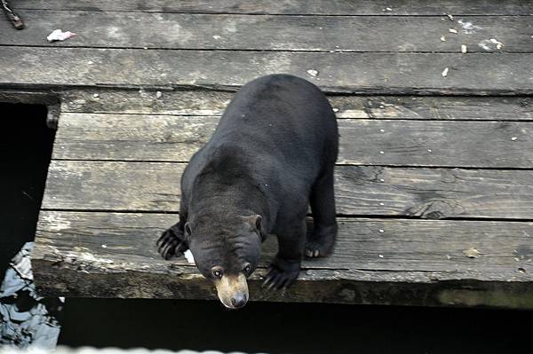 新竹動物園 (85)馬來熊.jpg 新竹動物園 (85)馬來熊.jpg