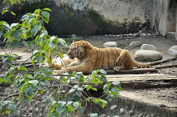 新竹動物園 (91)孟加拉虎.jpg 新竹動物園 (91)孟加拉虎.jpg