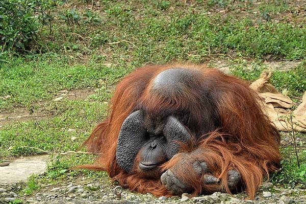 新竹動物園 (96).jpg 新竹動物園 (96).jpg