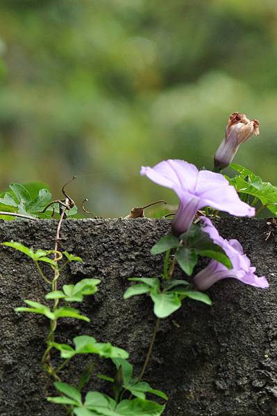 槭葉牽牛花 (14).JPG