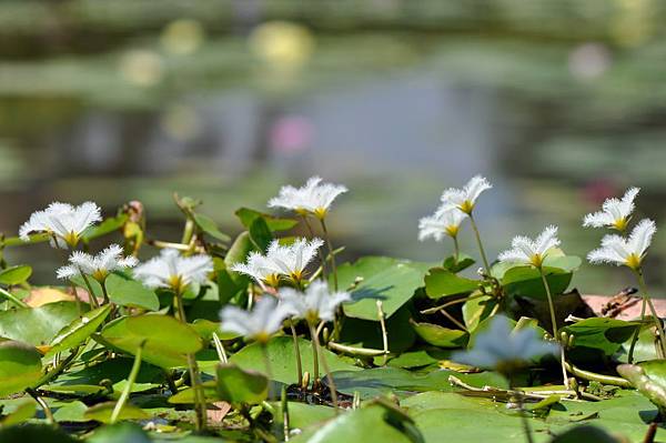 印度莕菜 (2).jpg