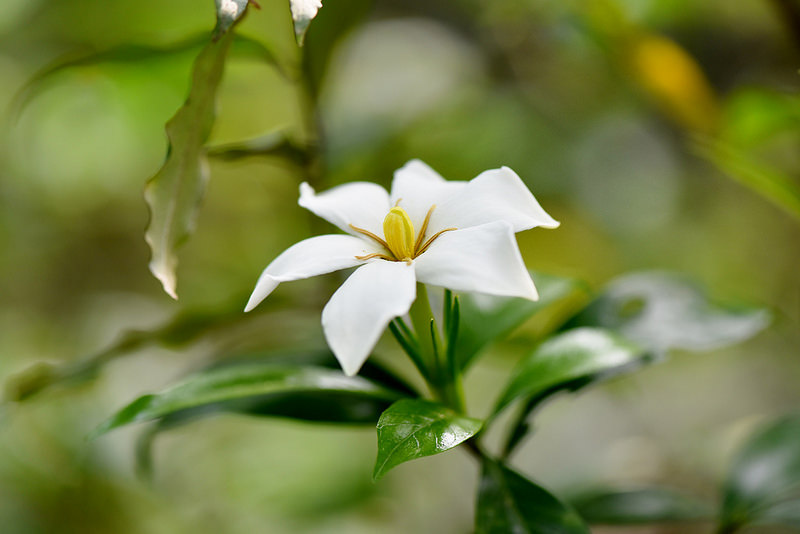 山黃梔~單瓣梔子花