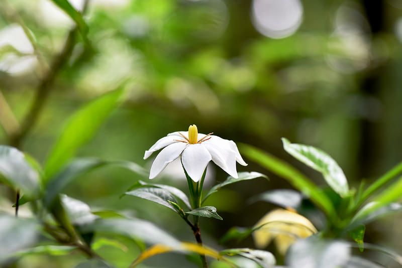 山黃梔~單瓣梔子花