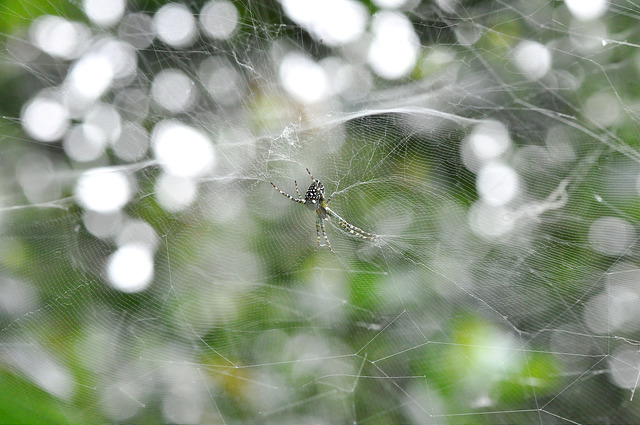 泉字雲斑蛛 (10)