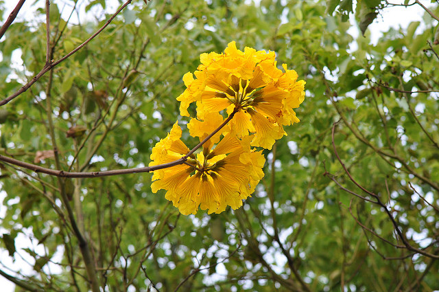 黃花風鈴木 (10)