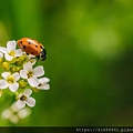 selective-focus-shot-ladybird-beetle-flower-afield-captured-sunny-day.jpg