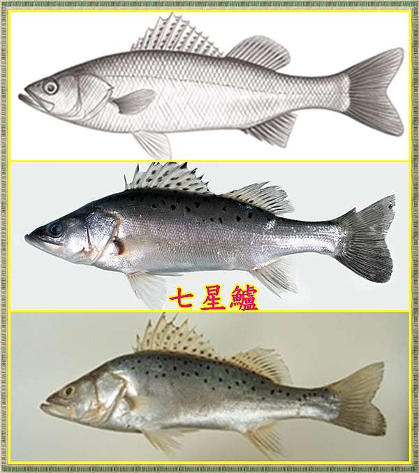 七星鱸魚篇 16 4 3 士官長釣魚俱樂部 飛狼家族娛樂海釣船 淡水一支釣 痞客邦 七星鱸魚篇 16 4 3 士官長釣魚俱樂部 飛狼家族娛樂海釣船 淡水一支釣 痞客邦