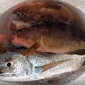 飛狼2021.2.16~11魚.jpg