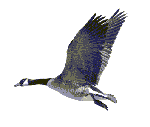 goose goose