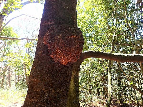 高嶺古道~馬達拉駐在所、本田駐在所