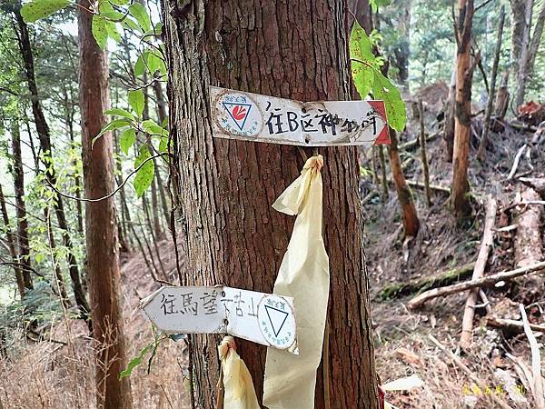 尖石五馬~馬望海山、馬洋山、南馬洋山