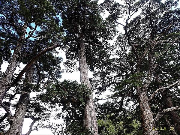 尖石五馬~馬望海山、馬洋山、南馬洋山