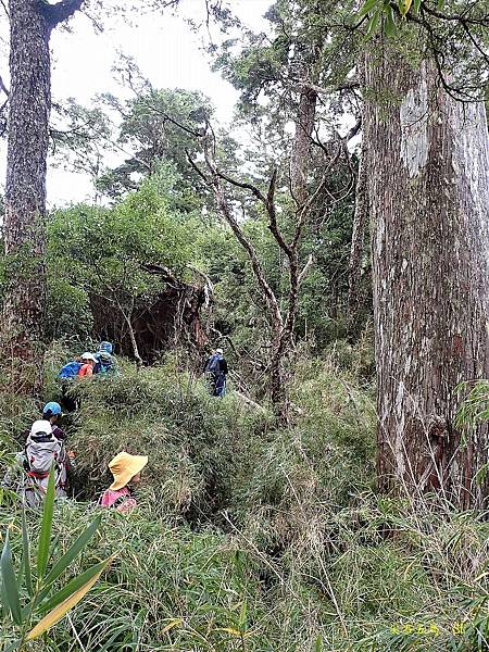 尖石五馬~馬望海山、馬洋山、南馬洋山