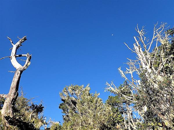 尖石五馬~馬望女苦山、留倉賀山+巨木群