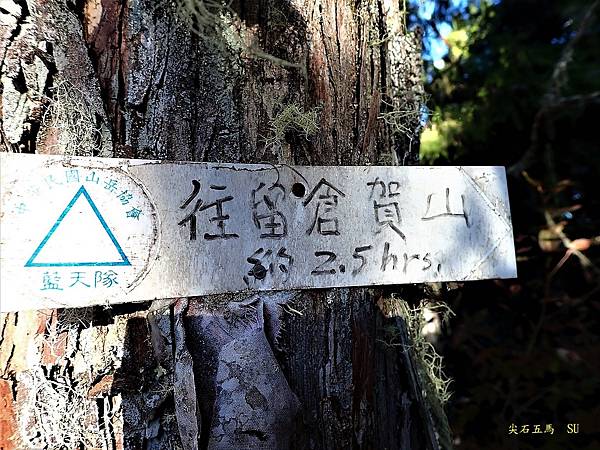 尖石五馬~馬望女苦山、留倉賀山+巨木群