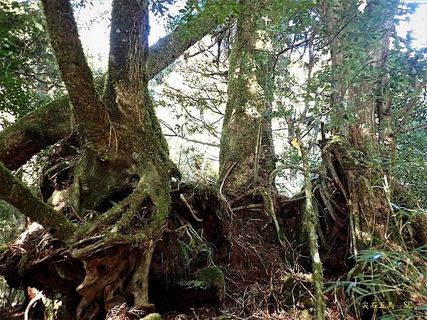 尖石五馬~馬望女苦山、留倉賀山+巨木群