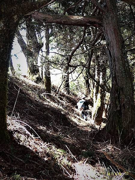 尖石五馬~馬望女苦山、留倉賀山+巨木群