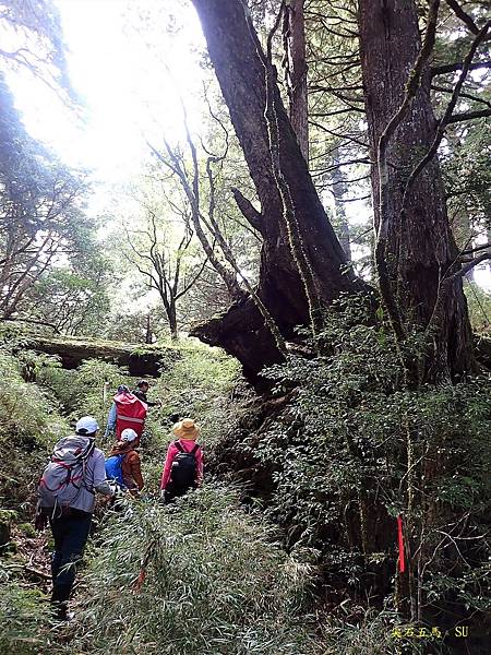 尖石五馬~馬望女苦山、留倉賀山+巨木群