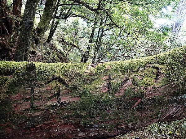 尖石五馬~馬望女苦山、留倉賀山+巨木群