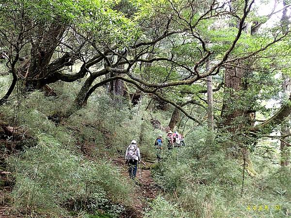 尖石五馬~馬望女苦山、留倉賀山+巨木群