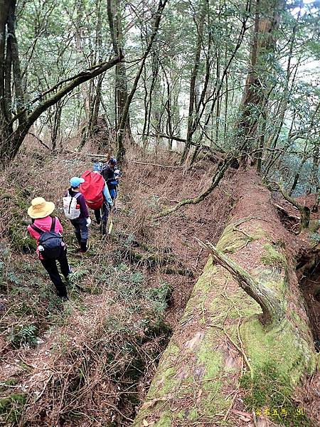 尖石五馬~馬望女苦山、留倉賀山+巨木群