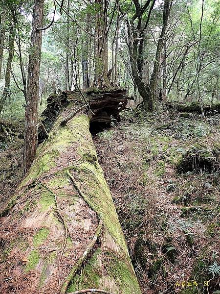 尖石五馬~馬望女苦山、留倉賀山+巨木群