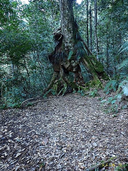 尖石五馬~馬望女苦山、留倉賀山+巨木群