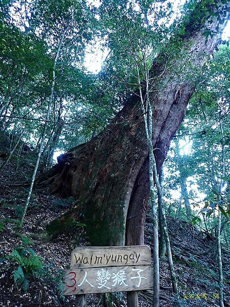 尖石五馬~馬望女苦山、留倉賀山+巨木群