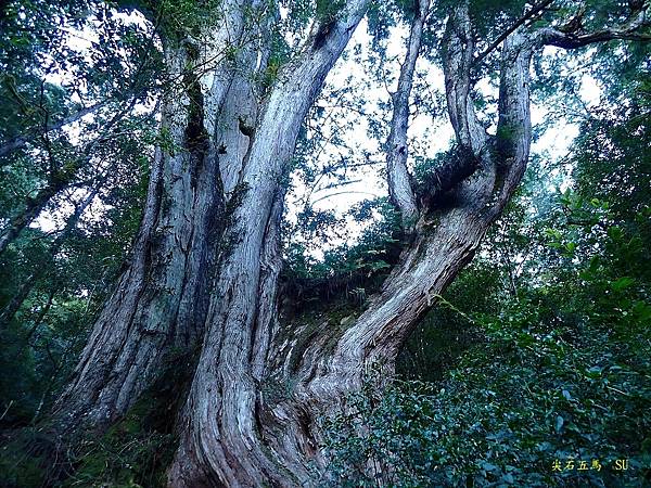 尖石五馬~馬望女苦山、留倉賀山+巨木群