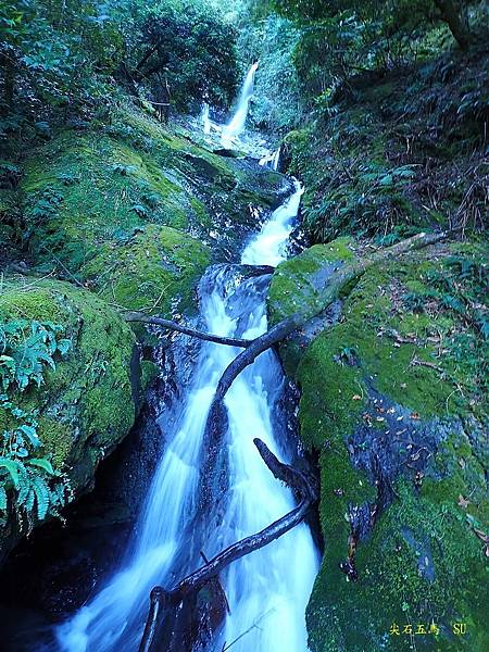 尖石五馬~馬望女苦山、留倉賀山+巨木群