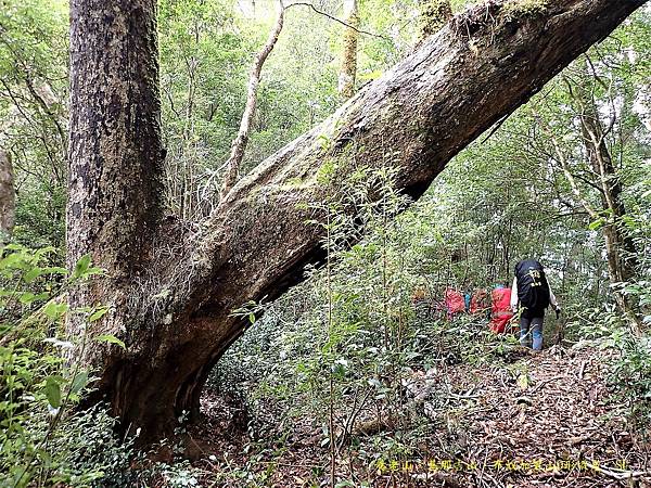 養老山、基那吉山、布奴加里山O形縱走